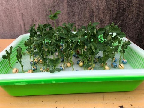 我的世界能种什么东西[图1]